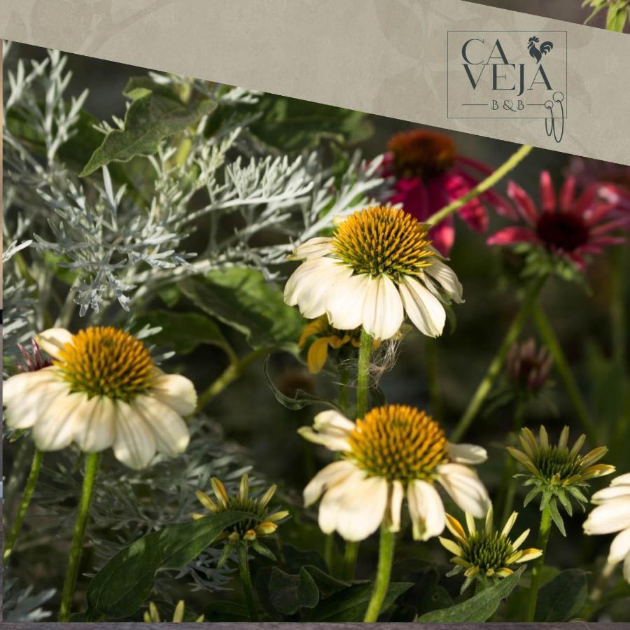 Ca Veja B&B フォルリ エクステリア 写真